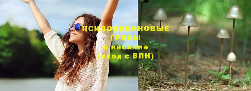 Галлюциногенные грибы Psilocybe  Новоуральск 